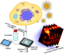 Graphical abstract: Gap-enhanced resonance Raman tags for live-cell imaging