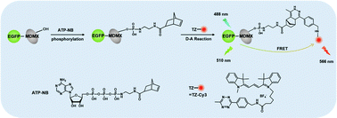 Graphical abstract: Analysis of protein phosphorylation in solution and in cells by using an ATP analogue in combination with fluorescence techniques