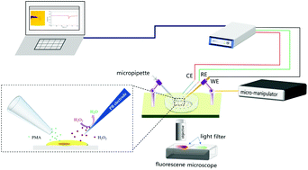 Graphical abstract: Detection of the effect of polydopamine (PDA)-coated polydimethylsiloxane (PDMS) substrates on the release of H2O2 from a single HeLa cell