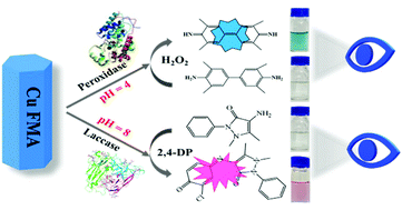 Graphical abstract: Copper fumarate with high-bifunctional nanozyme activities at different pH values for glucose and epinephrine colorimetric detection in human serum