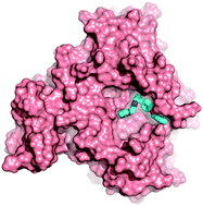 Graphical abstract: Mechanisms of allosteric and mixed mode aromatase inhibitors