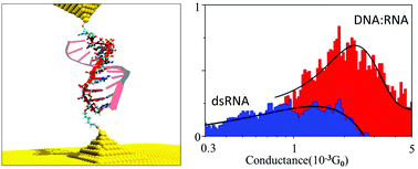 Graphical abstract: Single-molecule conductance of double-stranded RNA oligonucleotides