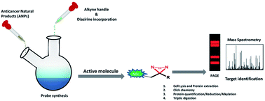 Graphical abstract: Target identification of anticancer natural products using a chemical proteomics approach