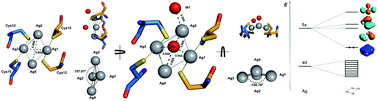 Graphical abstract: An unexpected all-metal aromatic tetranuclear silver cluster in human copper chaperone Atox1