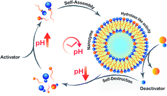 Graphical abstract: Controlling the lifetime of cucurbit[8]uril based self-abolishing nanozymes