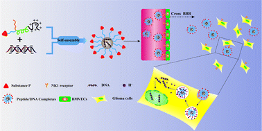 Graphical abstract: Substance P containing peptide gene delivery vectors for specifically transfecting glioma cells mediated by a neurokinin-1 receptor