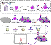 Graphical abstract: Electrochemiluminescence biosensor for cardiac troponin I with signal amplification based on a MoS2@Cu2O–Ag-modified electrode and Ce:ZnO-NGQDs