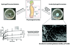 Graphical abstract: Development of gelatin methacrylate (GelMa) hydrogels for versatile intracavitary applications