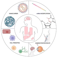 Graphical abstract: Current knowledge on the tissue distribution of mRNA nanocarriers for therapeutic protein expression