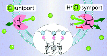 Graphical abstract: Calix[6]arenes with halogen bond donor groups as selective and efficient anion transporters