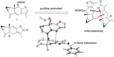 Graphical abstract: A DFT study of the endo-selectivity mechanism of the Diels–Alder reaction in lindenane dimeric sesquiterpene synthesis promoted by pyridines