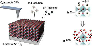 Graphical abstract: Probing the stability of SrIrO3 during active water electrolysis via operando atomic force microscopy