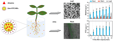 Graphical abstract: Pre-emergence herbicidal efficiency and uptake of atrazine-loaded zein nanoparticles: a sustainable alternative to weed control