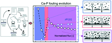 Graphical abstract: Elucidating morphological effects in membrane mineral fouling using real-time particle imaging and impedance spectroscopy