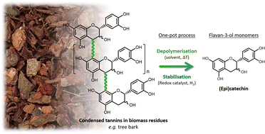 Graphical abstract: Depolymerisation–hydrogenation of condensed tannins as a strategy for generating flavan-3-ol monomers