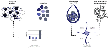 Graphical abstract: Natural multi-osmolyte cocktails form deep eutectic systems of unprecedented complexity: discovery, affordances and perspectives