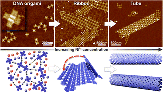 Graphical abstract: Creation of ordered 3D tubes out of DNA origami lattices