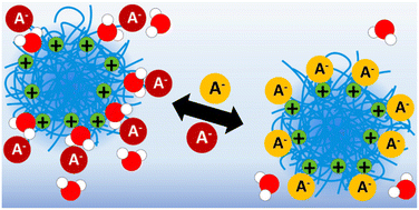 Graphical abstract: Pre- and post-functionalization of thermoresponsive cationic microgels with ionic liquid moieties carrying different counterions