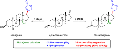 Graphical abstract: Stereoselective semisynthesis of uzarigenin and allo-uzarigenin