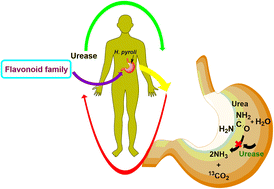 Graphical abstract: Flavonoids and related privileged scaffolds as potential urease inhibitors: a review