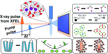 Graphical abstract: Reaction dynamics studied via femtosecond X-ray liquidography at X-ray free-electron lasers