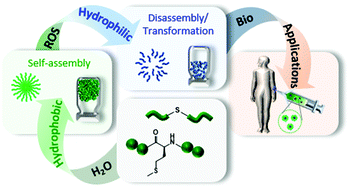 Graphical abstract: Thioether-based ROS responsive polymers for biomedical applications