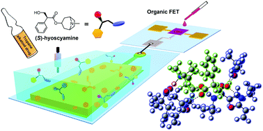 Graphical abstract: An organic transistor for the selective detection of tropane alkaloids utilizing a molecularly imprinted polymer