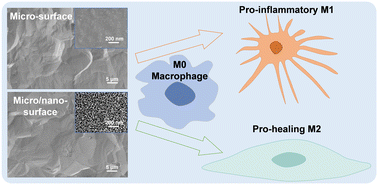 Graphical abstract: The role of nanopores constructed on the micropitted titanium surface in the immune responses of macrophages and the potential mechanisms