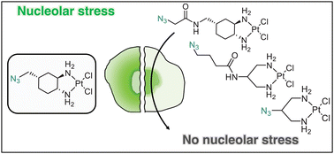 Graphical abstract: Comparison of click-capable oxaliplatin and cisplatin derivatives to better understand Pt(ii)-induced nucleolar stress