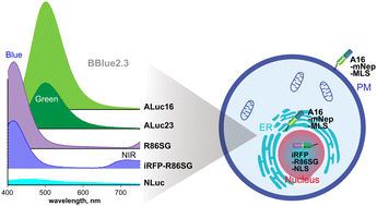 Graphical abstract: Single-chain multicolor-reporter templates for subcellular localization of molecular events in mammalian cells