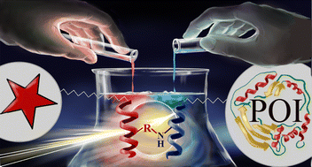 Graphical abstract: Bind&Bite: covalently stabilized heterodimeric coiled-coil peptides for the site-selective, cysteine-free chemical modification of proteins