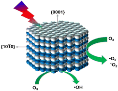 Graphical abstract: Synergistic effect of exposed facets and surface defects of ZnO nanomaterials for photocatalytic ozonation of organic pollutants