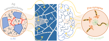 Graphical abstract: Neuromorphic devices realised using self-forming hierarchical Al and Ag nanostructures: towards energy-efficient and wide ranging synaptic plasticity