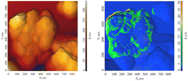 Graphical abstract: A nanoscale study of the structure and electrical response of Sepia eumelanin