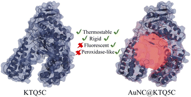 Graphical abstract: Thermostable protein-stabilized gold nanoclusters as a peroxidase mimic