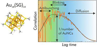 Graphical abstract: Unveiling the photoluminescence dynamics of gold nanoclusters with fluorescence correlation spectroscopy