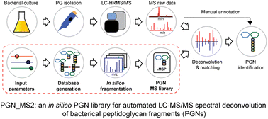 Graphical abstract: In silico MS/MS prediction for peptidoglycan profiling uncovers novel anti-inflammatory peptidoglycan fragments of the gut microbiota