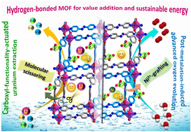 Graphical abstract: Pendent carboxylic acid-fuelled high-performance uranium extraction in a hydrogen-bonded framework and prolifically improved water oxidation via post-metalation-actuated composite fabrication