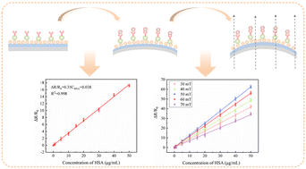 Graphical abstract: A mechanical biosensor based on membrane-mediated magneto-stress-electric coupled sensitization for human serum albumin detection