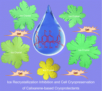 Graphical abstract: Calixarene-based cryoprotectants for ice recrystallization inhibition and cell cryopreservation