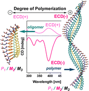 Graphical abstract: The role of the degree of polymerization in the chiroptical properties of dynamic asymmetric poly(diphenylacetylene)s