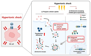 Graphical abstract: Enhanced in vitro transfection efficiency of mRNA-loaded polyplexes into natural killer cells through osmoregulation