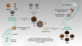 Graphical abstract: Enzymatic approaches for diversifying bioproducts from cellulosic biomass