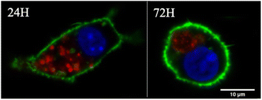 Graphical abstract: Biobased, biodegradable but not bio-neutral: about the effects of polylactic acid nanoparticles on macrophages