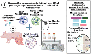 Graphical abstract: Biodegradable nanoparticles aid the gut microbial community in delaying antibiotic resistance emergence