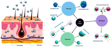 Graphical abstract: A critical review investigating the use of nanoparticles in cosmetic skin products