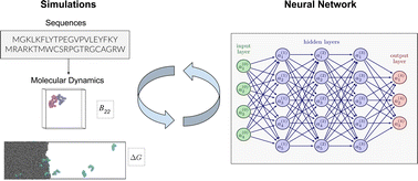 Graphical abstract: Sequence determinants of protein phase separation and recognition by protein phase-separated condensates through molecular dynamics and active learning