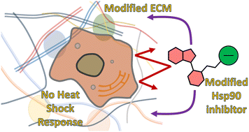 Graphical abstract: Rationally modified SNX-class Hsp90 inhibitors disrupt extracellular fibronectin assembly without intracellular Hsp90 activity