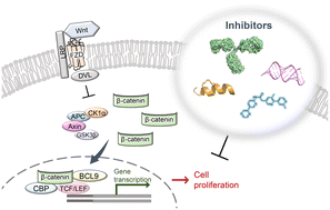 Graphical abstract: Advances in the development of Wnt/β-catenin signaling inhibitors