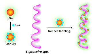 Graphical abstract: Quantum dots as a fluorescent labeling tool for live-cell imaging of Leptospira